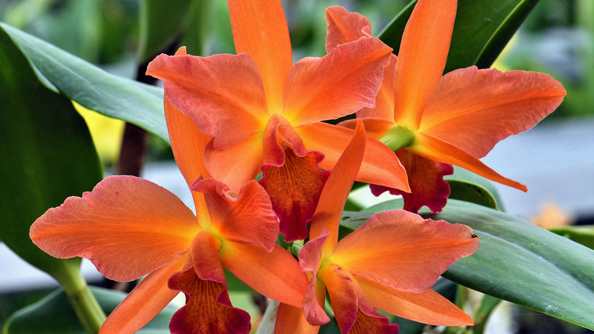 The Orchid Show: Magnified at the Chicago Botanic Garden